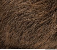 fur nutria 0004